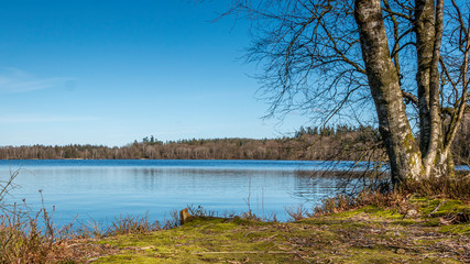 a forest lake with blue water in the sunshine on a spring day. blue sky.