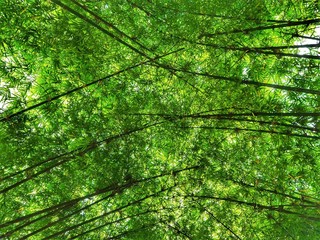 Fototapeta premium The green bamboo shoot taken at a low angle makes the towering trunks visible.
