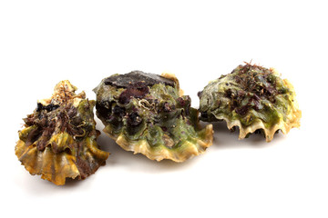 Three oysters