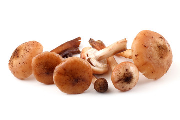 Honey agaric mushrooms