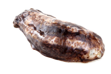 Sea cucumbers (cucumaria)