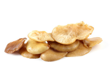 Yellow oyster mushrooms.