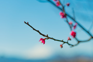 青空と紅梅