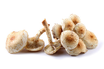Honey agaric mushrooms (Pholiota squarrosa variety)