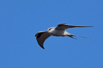 African swallow-tailed (Chelictinia riocourii) in flight