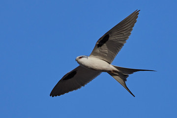 Fototapeta na wymiar African swallow-tailed (Chelictinia riocourii) in flight
