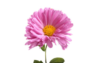 Chrysanthemum