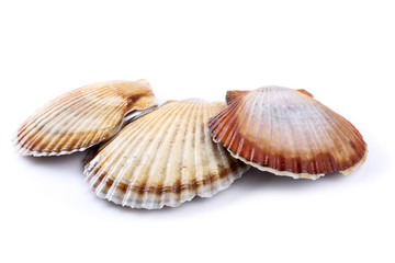 Three scallops