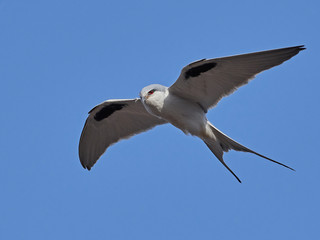 African swallow-tailed (Chelictinia riocourii) in flight