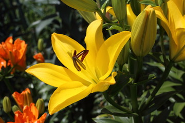 Fototapeta na wymiar Yellow lily