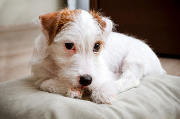 Jack Russell broken puppy lying on a light pillow on the floor in the room, dog with white hair, white with brown,