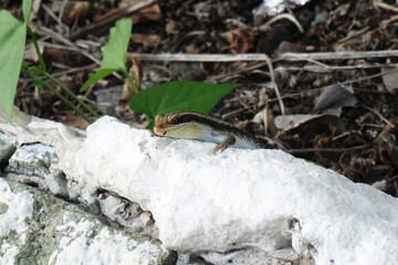 Trachylepis striata wahlbergi