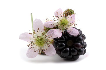 Blackberry and flowers