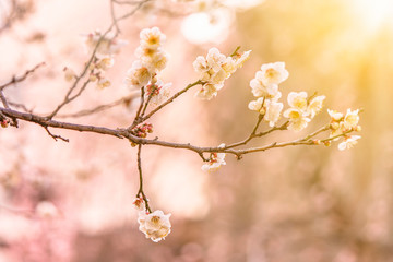 Plum trees in bloom on a bokeh background in the Yushima-Tenmangu shrine of Okachimachi dedicated to Sugawara no Michizane who worshiped plum trees.