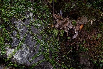 岩苔と枯れ葉
