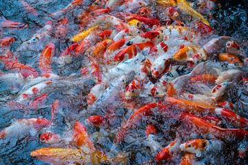 Obraz na płótnie Canvas A group of Koi or jinli or nishikigoi or brocaded carp - the colored varieties of the Amur carp or Cyprinus rubrofuscus, that are kept in outdoor koi ponds or water gardens in Danang, Vietnam