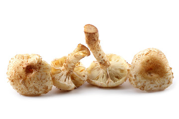 Honey agaric mushrooms (Pholiota squarrosa variety)