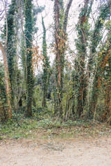 Obraz premium Trees in a forest landscape