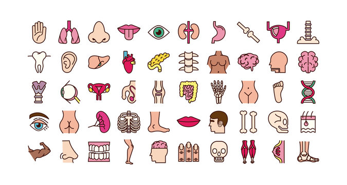 bundle of body parts and organs icons