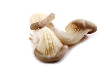 Three oyster mushrooms