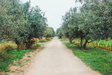 Fototapeta na wymiar Central way with olive trees