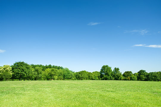 青空と草原と新緑の樹