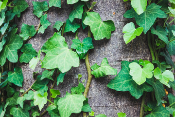 ivy leafes growing up - obrazy, fototapety, plakaty