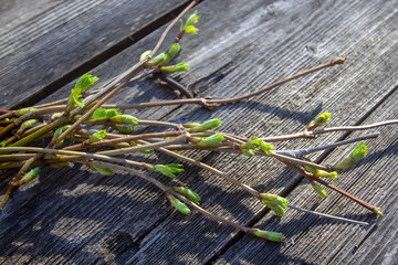 sprigs of viburnum for a spring bouquet