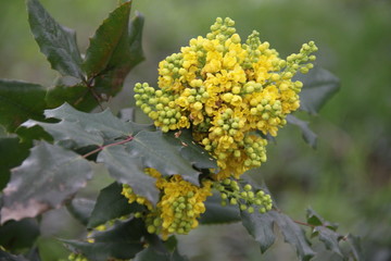 Oregon grape yellow spring flower blossom