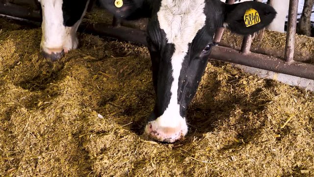 Herd of cows in the barn eating silage