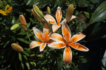 Fototapeta premium Orange lilies