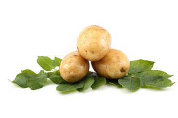 Cream color potatoes on leaves