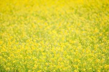 Fototapeta premium 菜の花畑