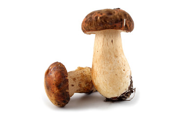 King bolete (boletus edulis).