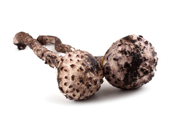 Strobilomyces strobilaceus (