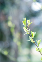 陽射しあたる新芽