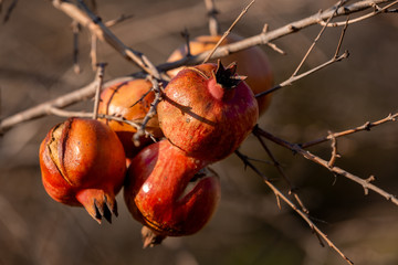 Growing pomegranates close up on the tree on sunlight, blurred background