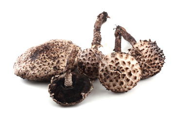Strobilomyces strobilaceus (
