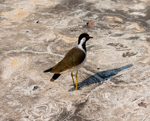 Jaipur, Rajasthan, India - January 5 2020 - A indian white-breasted waterhen