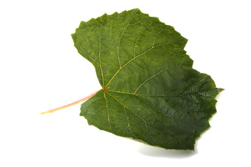 Grape leaf