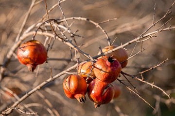 Growing pomegranates close up on the tree on sunlight, blurred background