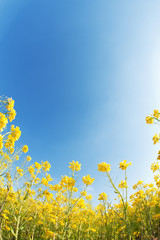 Obraz premium 青空と菜の花