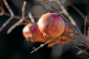 Growing pomegranates close up on the tree on sunlight, blurred background