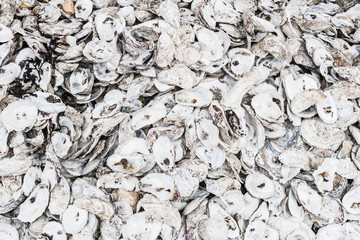 Seashell background, lots of different seashells piled together