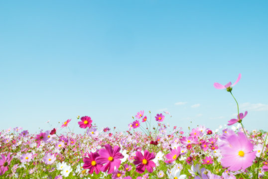 コスモス風景6号サイズ コスモス Images – Browse 85,713 Stock Photos, Vectors, and