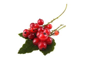 Red currant on leaf