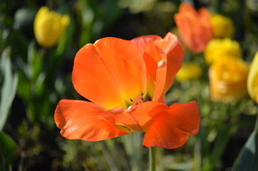 Top view of one delicate vivid orange tulips in a garden in a sunny spring day, beautiful outdoor floral background photographed with soft focus