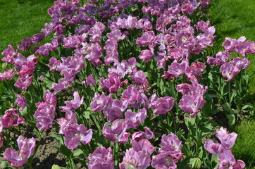Top view of many vivid pink tulips in a garden in a sunny spring day, beautiful outdoor floral background photographed with soft focus