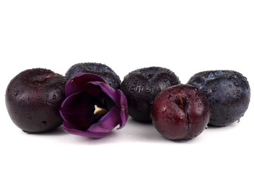 Black plums and violet tulip