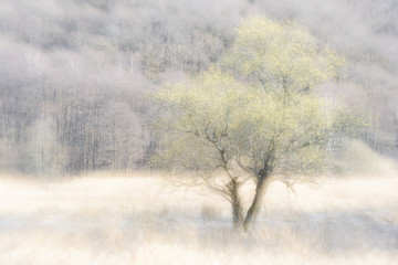 Obraz na płótnie Canvas Tree before a forest in a misty landscape
